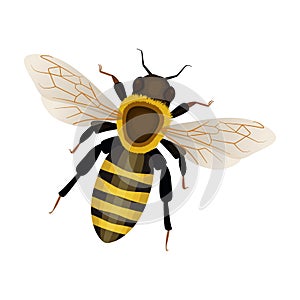 Honey bee vector icon.Cartoon vector icon isolated on white background honey bee.