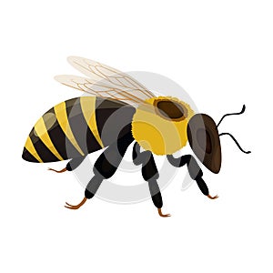 Honey bee vector icon.Cartoon vector icon isolated on white background honey bee.