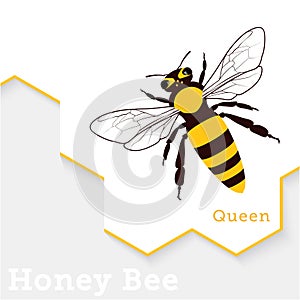 Honey Bee Vector Illustration
