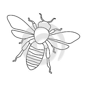 Honey bee vector outline icon. Vector illustration animal of honeybee on white background. Isolated outline illustration