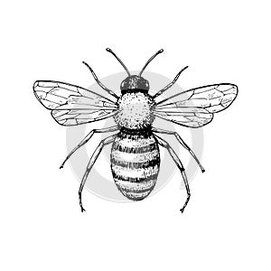 Honey bee vintage vector drawing. Hand drawn isolated insect ske
