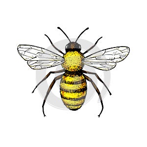 Honey bee vintage vector drawing. Hand drawn isolated insect sketch.