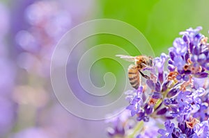 Honey bee visiting the lavender flowers and collecting pollen close up pollination