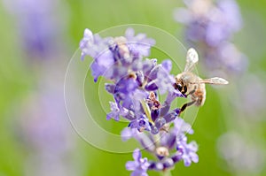 Honey bee visiting the lavender flowers and collecting pollen close up pollination