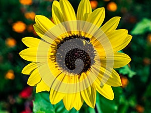 Honey bee visits a black eyed susan flower