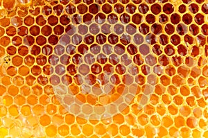 Honey Bee Wax Honeycomb