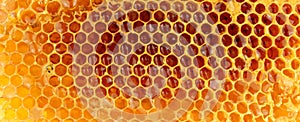 Honey Bee Wax Honeycomb