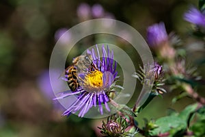 Honey bee which is a member of the genus Apis Asclepias tuberosa on New England Aster.
