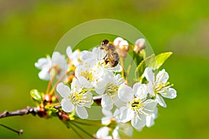 Honey bee on white cherry flower, cherry blossom branch close-up on green background. Springtime, selective focus