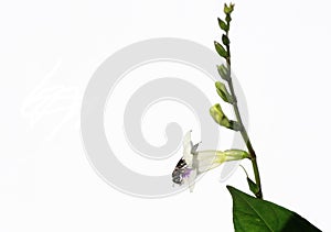 Honey bee on white Chinese violet blossom in field isolated on white background