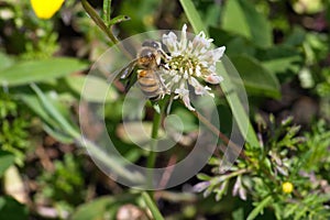 Honey bee on a white clover flower