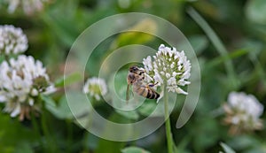 A honey bee on a white common clover flower