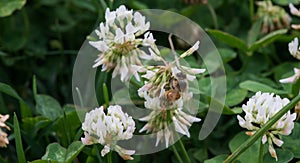 A honey bee on a white common clover flower