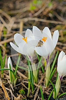 Honey bee on a white crocus flower.