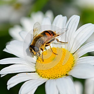 Honey bee on white daisy