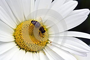 Honey Bee on White Daisy