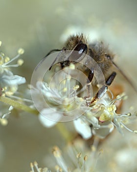 Honey bee in a white dream