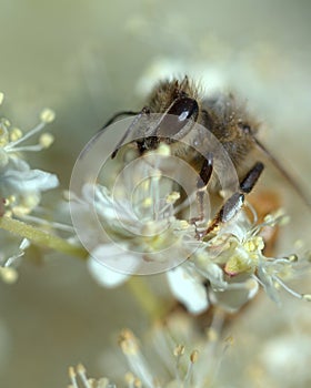 Miele ape bianco un sogno 