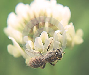 Honey bee on white flower