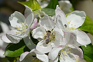 Honey bee on a white flower with a blurred background