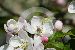 Honey bee on a white flower with a blurred background