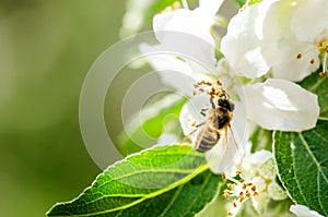 Honey bee on a white flower and collecting polen. Flying honeybee. One bee flying during sunshine day. Insect. photo