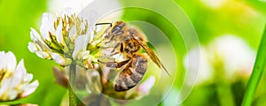 Honey bee on white flower while collecting pollen on green blurred background close up macro.