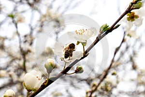 Honey Bee on white flower collecting pollen and nectar to make honey