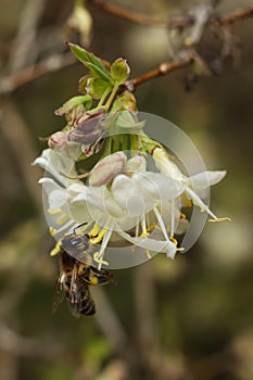 Honey bee on a white flower of a honeysuckle tree