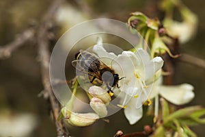 Honey bee on a white flower of a honeysuckle tree