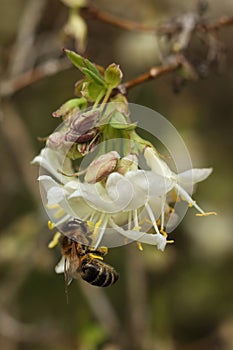 Honey bee on a white flower of a honeysuckle tree