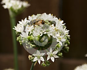 Honey Bee on White Flower Wild Onions