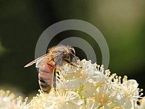 Honey bee on white flowers