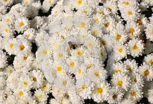 Honey Bee on White Mum Flowers