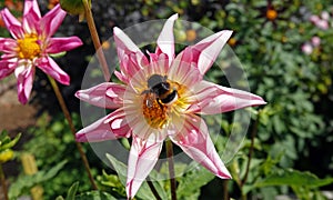 Honey bee on white pink flower in Botanical Garden of Malmo in Sweden