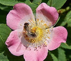 Honey Bee is on a wild dog-rose flower. Tender pink rosehip flower in early summer