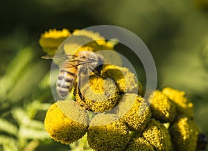 Honey Bee on a wild yellow flower