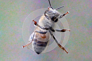 Honey Bee on Window 02