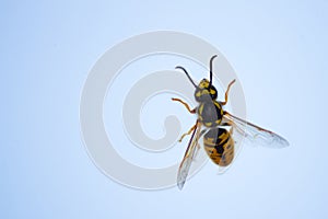 honey bee on the window