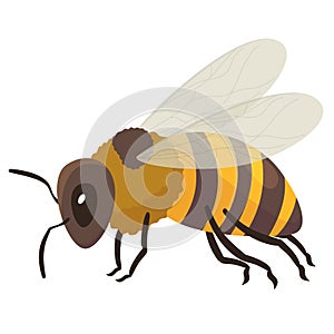 Honey bee with wings paws eyes and antennae vector flat flying yellow black striped insect