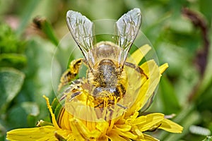 Honey bee at work
