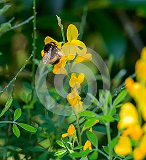 Honey Bee at Work