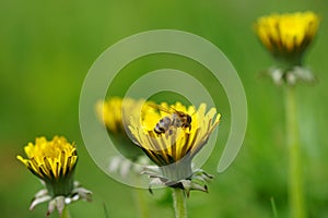 honey bee work on the yellow dandelion in the summer garden