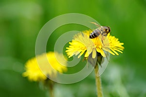 Honey bee work on the yellow dandelion in the summer garden
