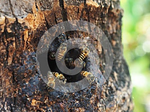 honey bee worker move in ant out from wooden hold