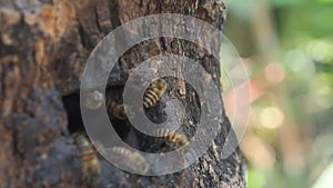 honey bee worker move in ant out from wooden hold