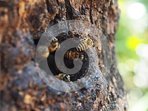 honey bee worker move in ant out from wooden hold