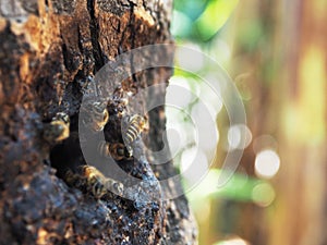 honey bee worker move in ant out from wooden hold