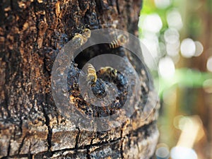 honey bee worker move in ant out from wooden hold