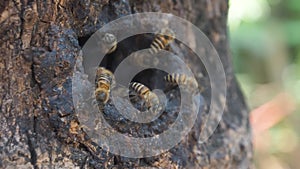 honey bee worker move in ant out from wooden hold